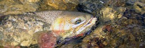 jackson-hole-fly-fishing-school-trout-fly-in-mouth