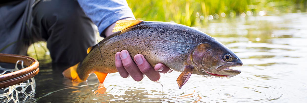 Jackson-Hole-Fly-Fishing-Guides-and-Lessons